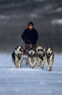 mushing.jpg
