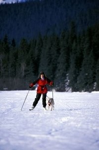 skijoring.jpg