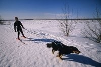skijoring1.jpg