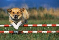 agility72.jpg